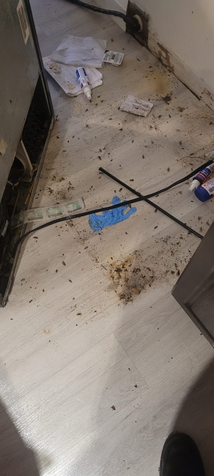 Behind the fridge: Cockroaches hide here during the day and come out at night